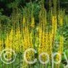Ligularia przewalskii