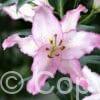 Lilium Brasilia