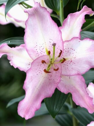 Lilium Brasilia