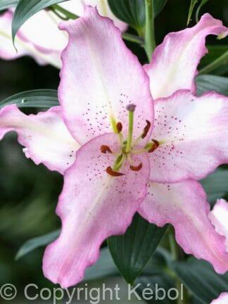 Lilium Brasilia