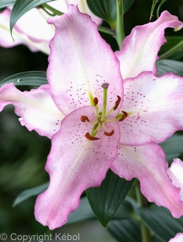 Lilium Brasilia