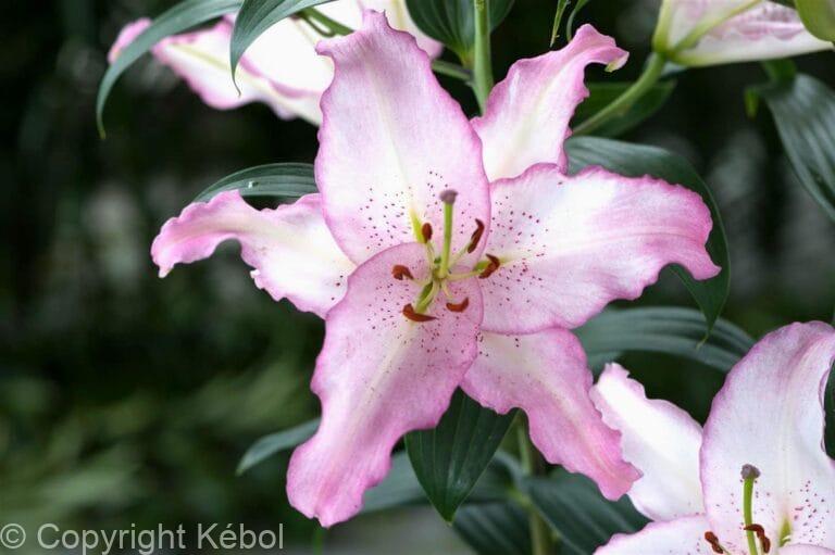 Lilium Brasilia