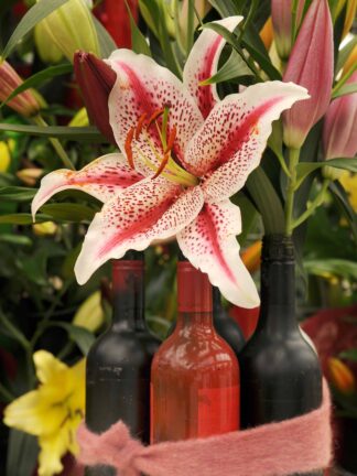 Lilium Dizzy