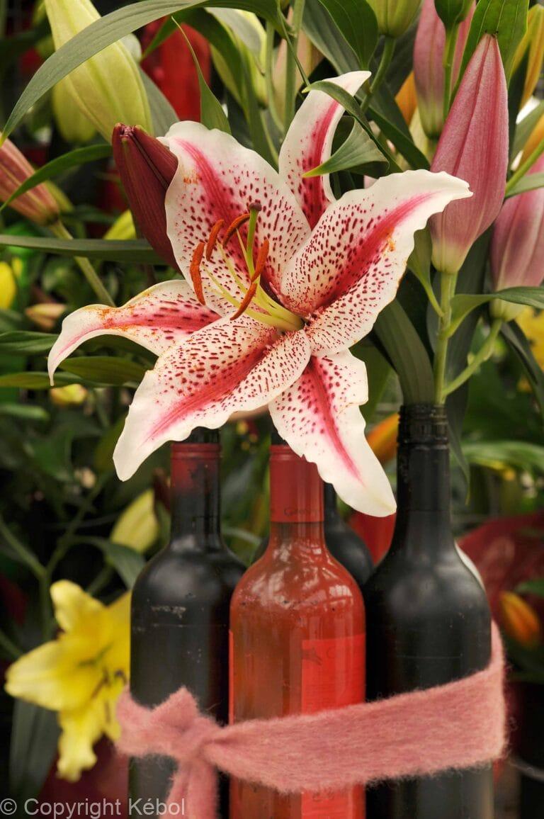 Lilium Dizzy