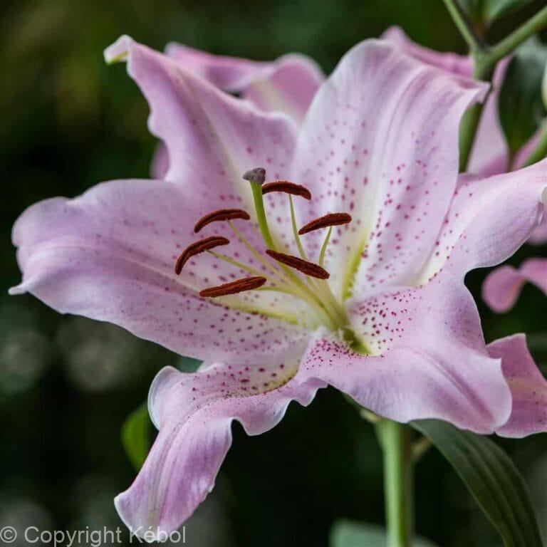 Lilium Josephine