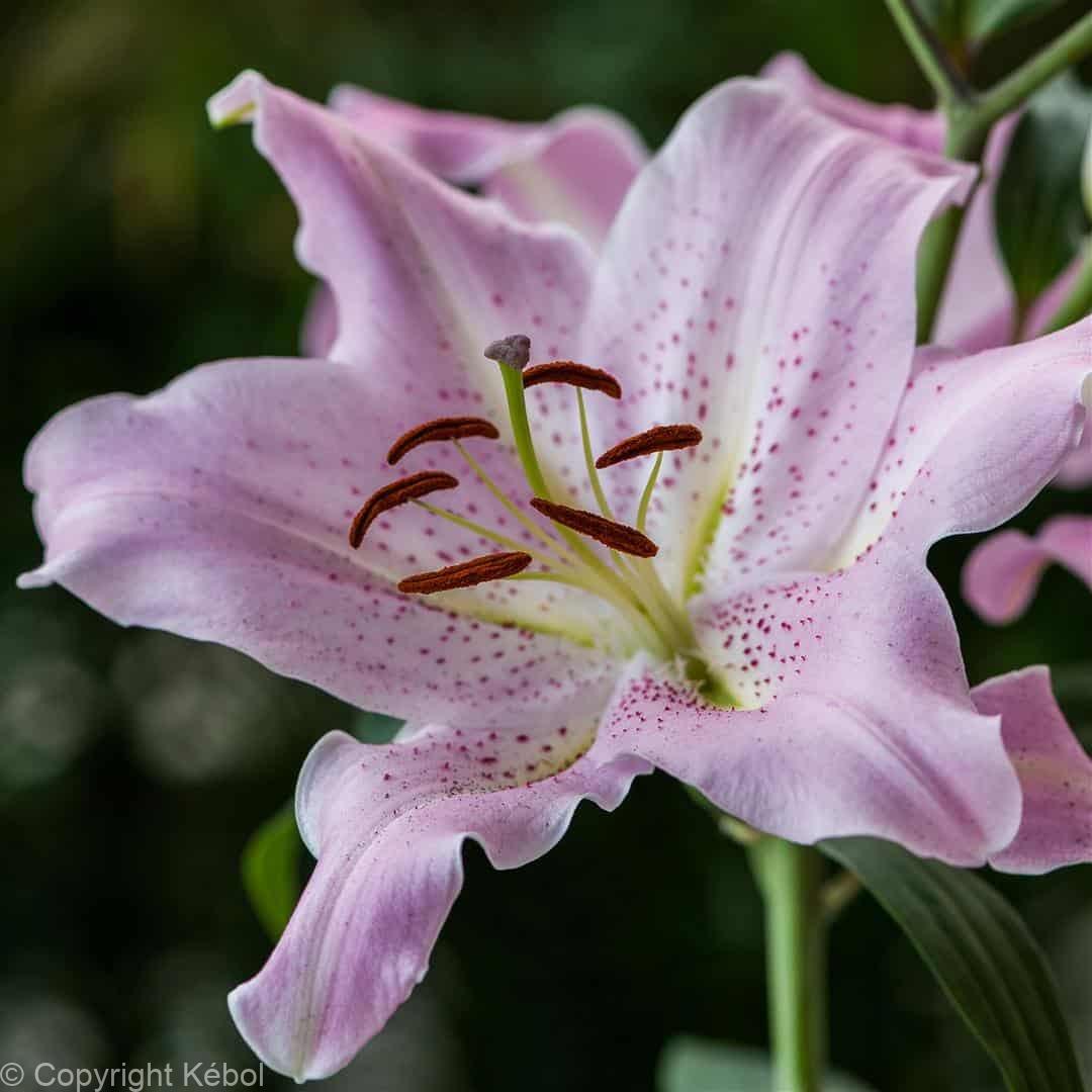 Lilium Josephine