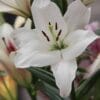 Lilium Kent