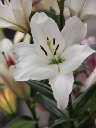 Lilium Kent