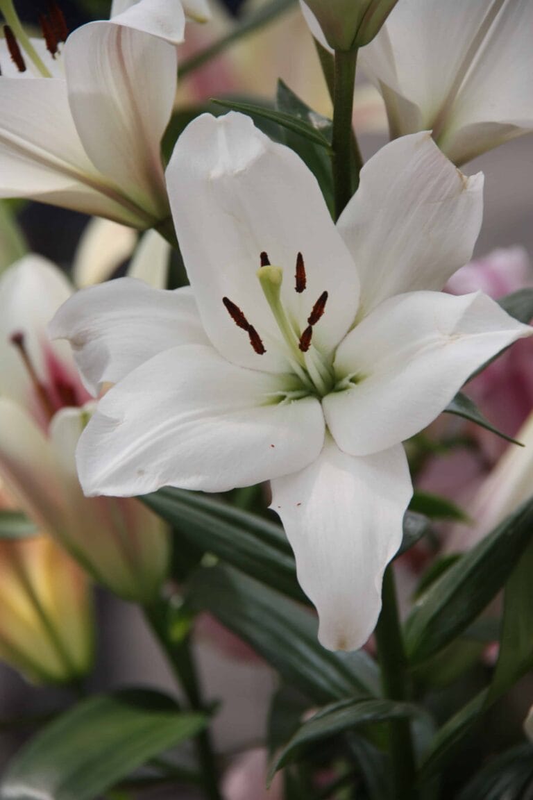 Lilium Kent