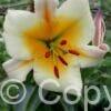 Lilium Miss Peculiar