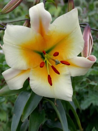 Lilium Miss Peculiar