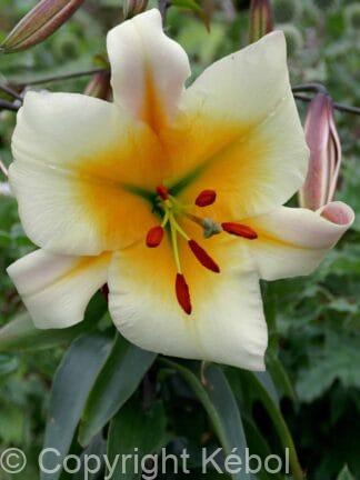 Lilium Miss Peculiar