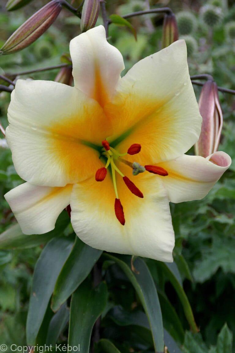 Lilium Miss Peculiar