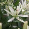 Lilium Must See