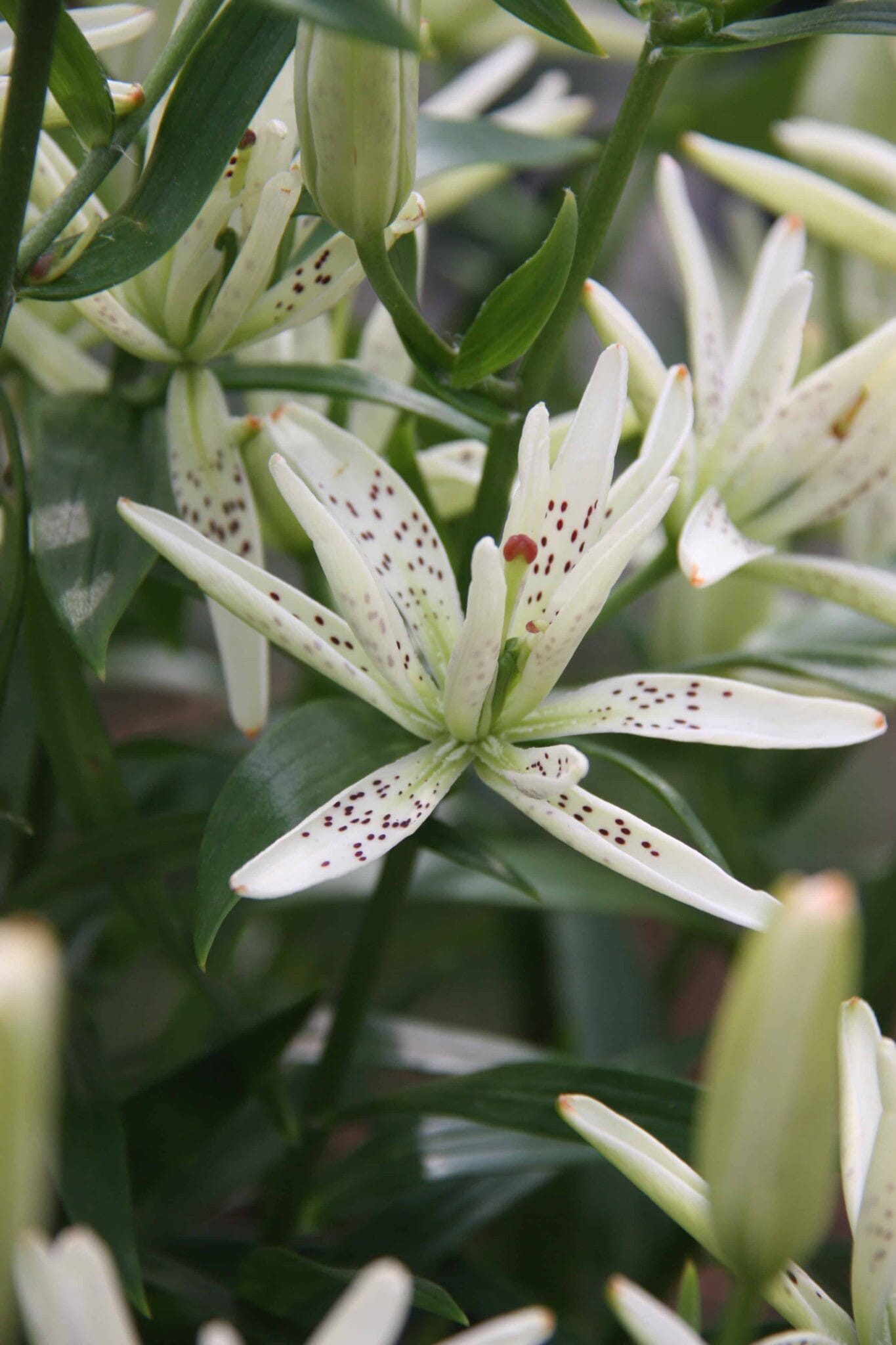 Lilium Must See