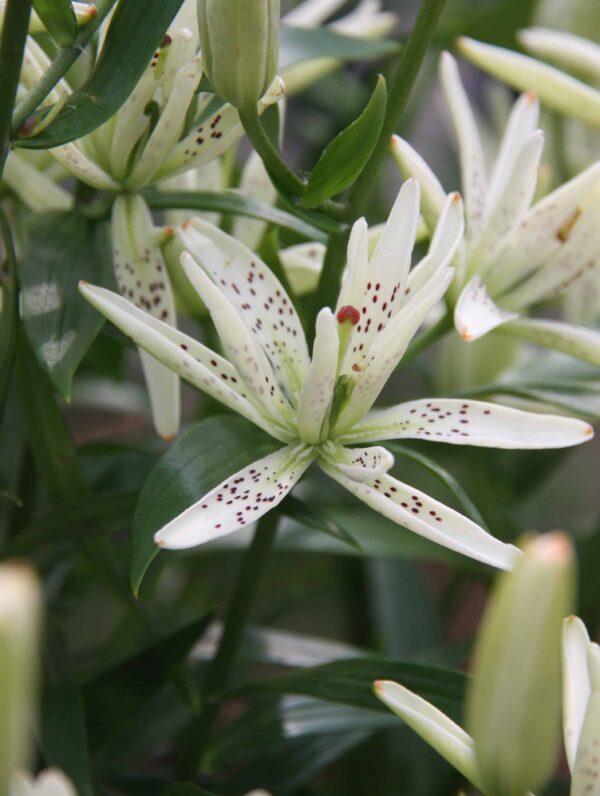 Lilium Must See
