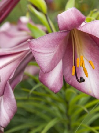 Lilium Pink Planet