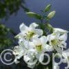Lilium Pretty Woman