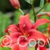 Lilium Red County