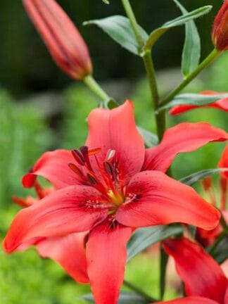 Lilium Red County