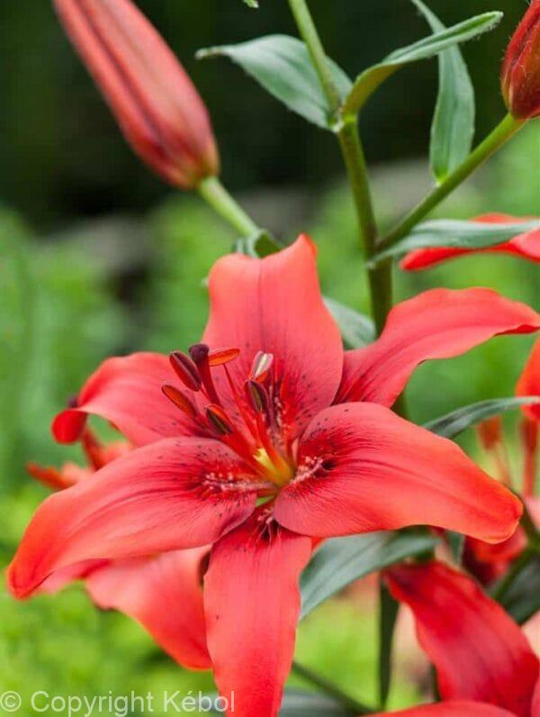 Lilium Red County