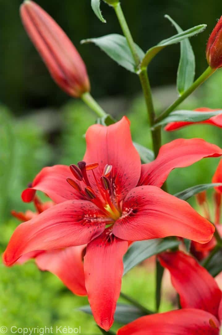 Lilium Red County