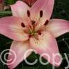 Lilium Rosella's Dream