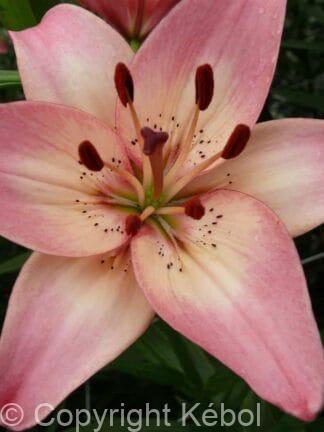 Lilium Rosella's Dream
