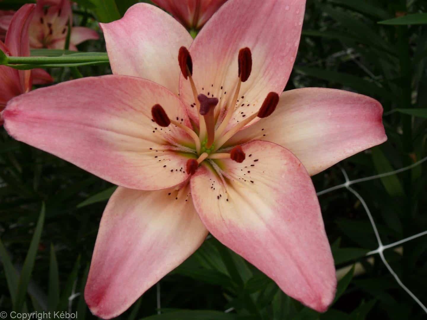 Lilium Rosella's Dream