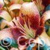 Lilium Whistler