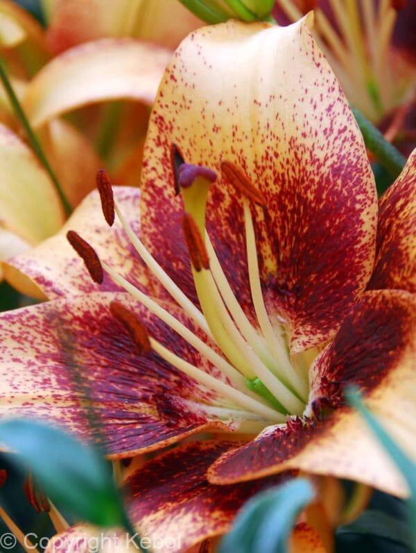 Lilium Whistler