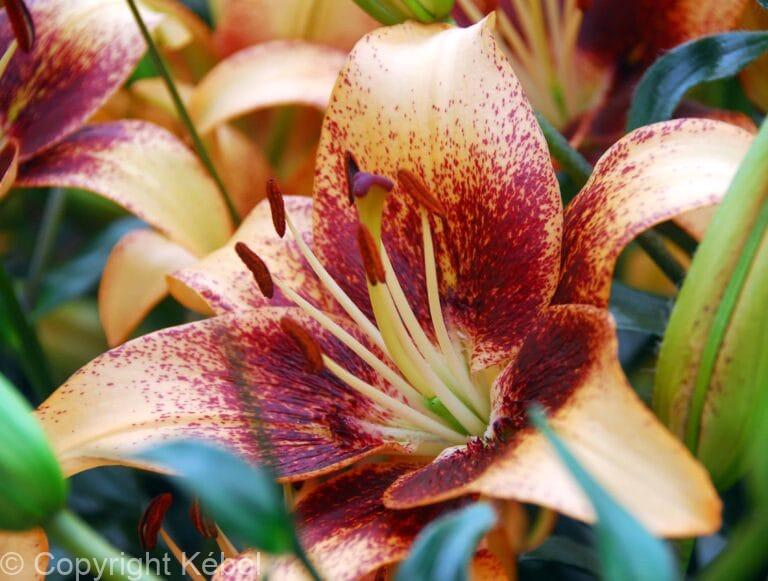 Lilium Whistler