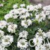 Monarda Bee-Bright