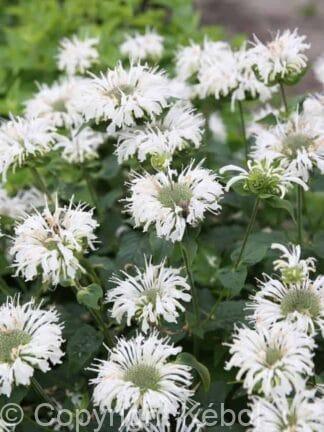 Monarda Bee-Bright - case