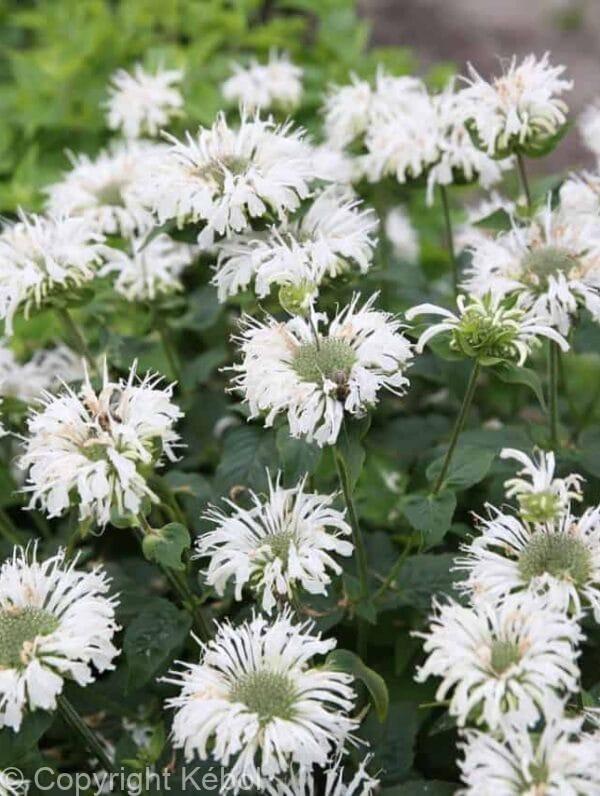 Monarda Bee-Bright