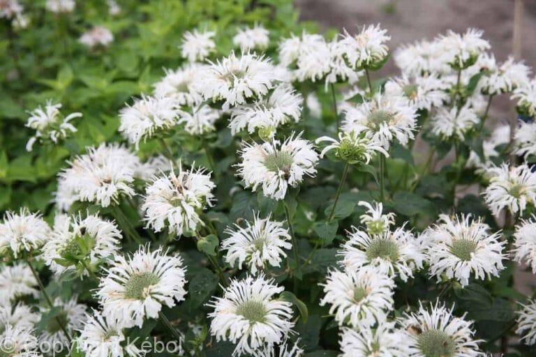Monarda Bee-Bright