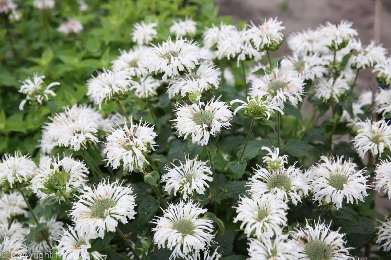 Monarda Bee-Bright