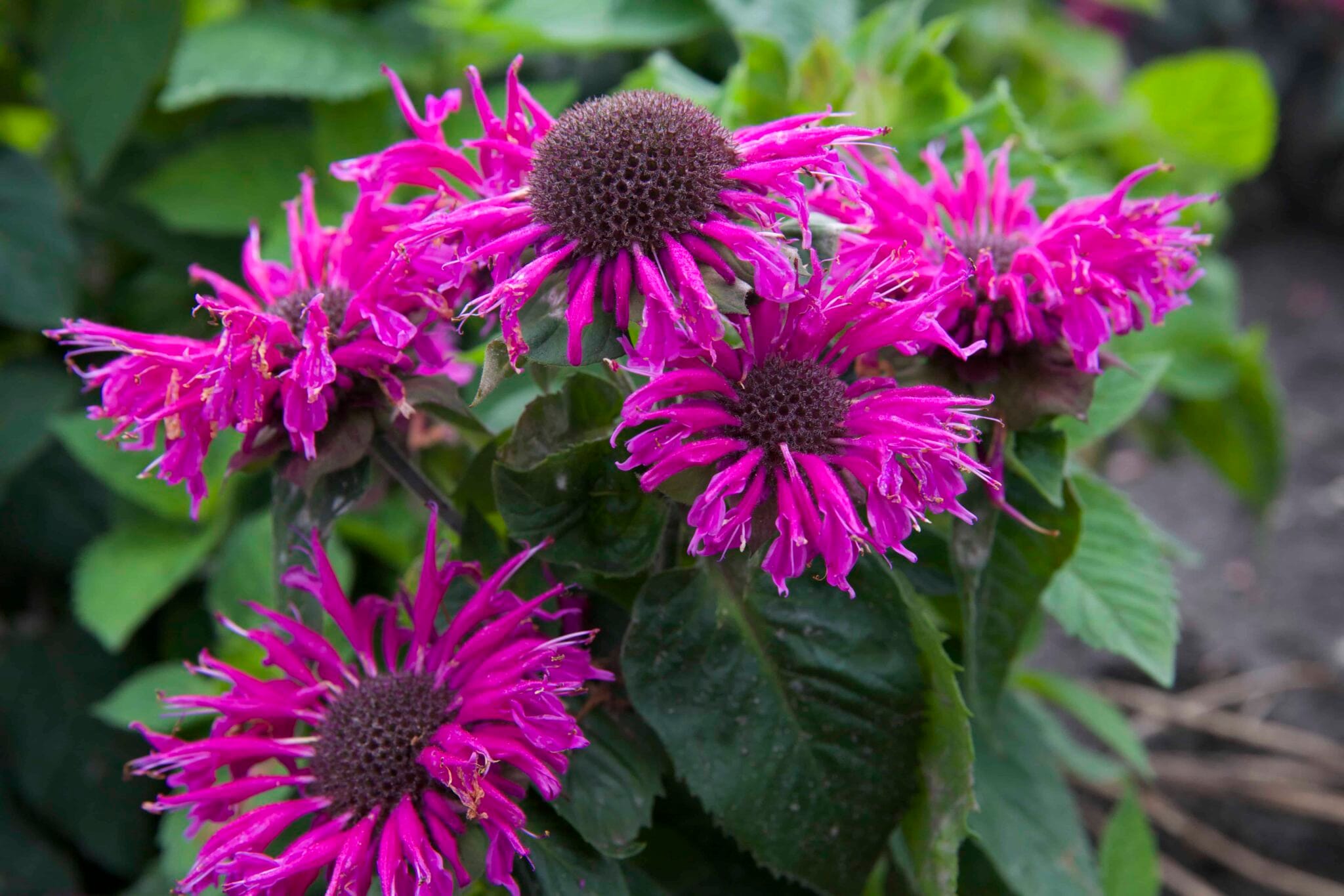 Monarda Bee-Free