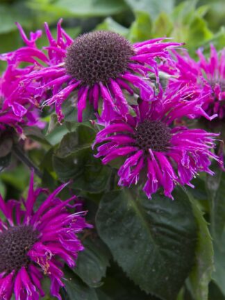 Monarda Bee-Free - bag