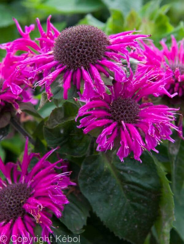Monarda Bee-Free