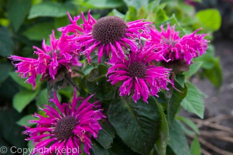 Monarda Bee-Free