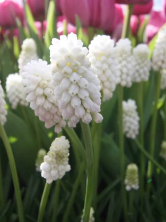 Muscari Botryoides Album