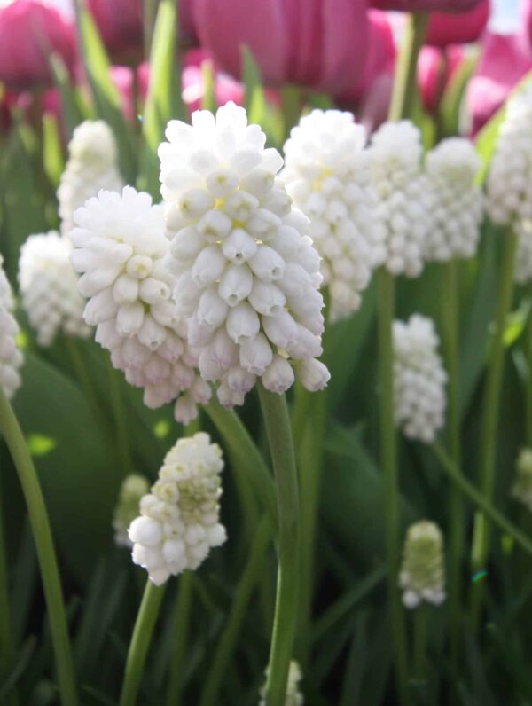 Muscari Botryoides Album