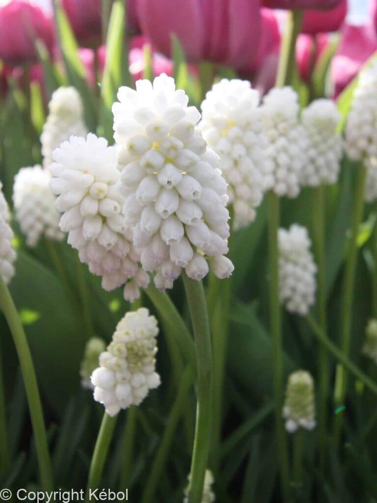 Muscari Botryoides Album