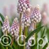 Muscari Pink Sunrise