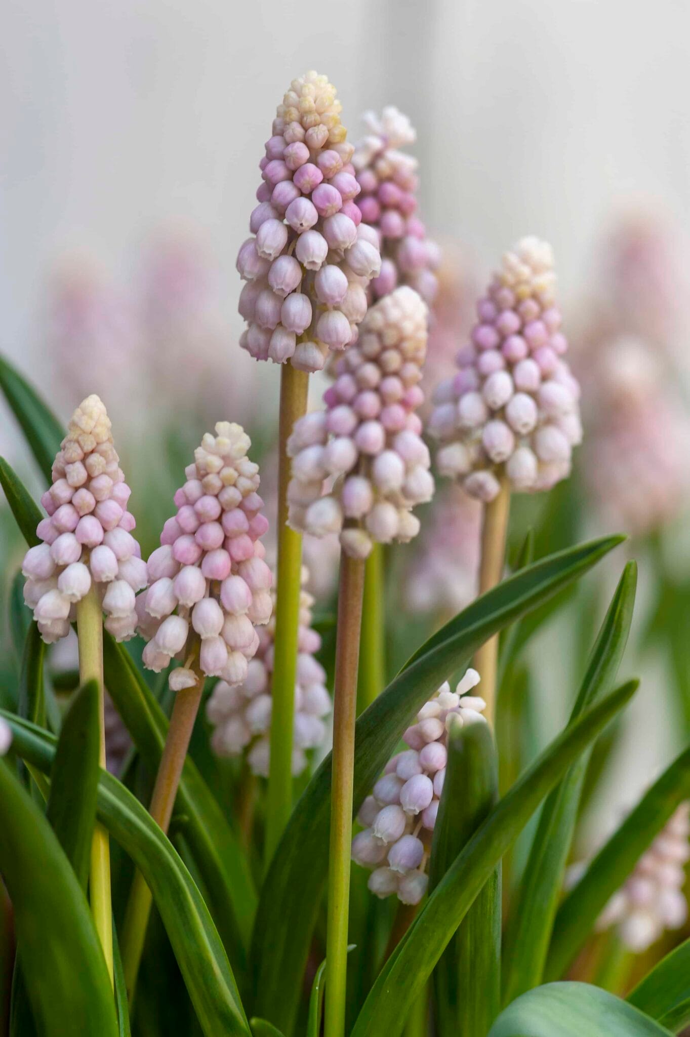 Muscari Pink Sunrise