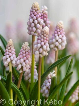 Muscari Pink Sunrise