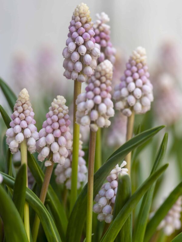 Muscari Pink Sunrise