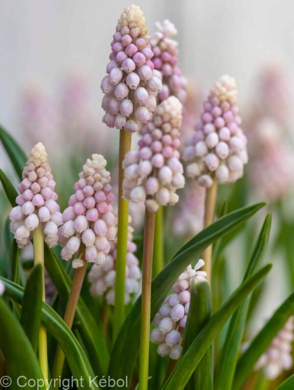 Muscari Pink Sunrise