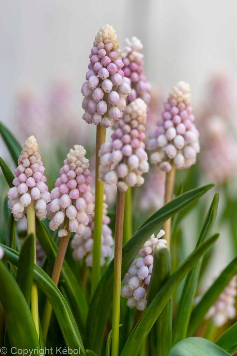 Muscari Pink Sunrise